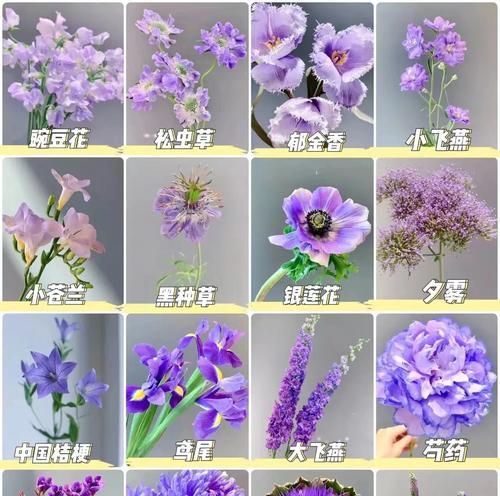花卉有哪些用途？如何选择适合的花卉？