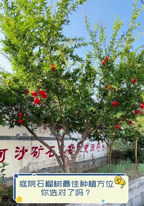 石榴树种植方法及注意事项？石榴结果期如何管理？