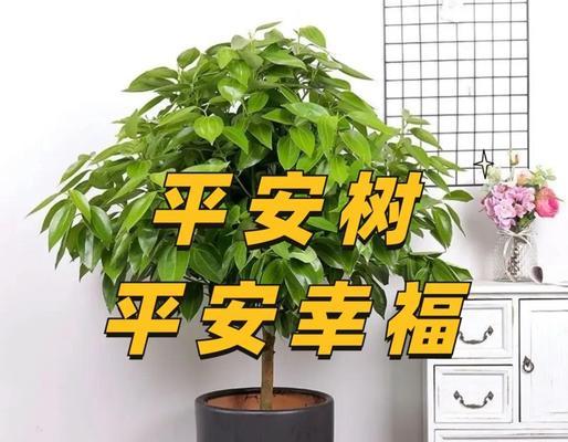 平安树浇水需要注意什么？多久浇一次水最合适？