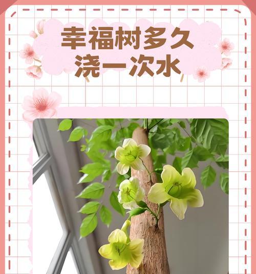 平安树浇水需要注意什么？多久浇一次水最合适？