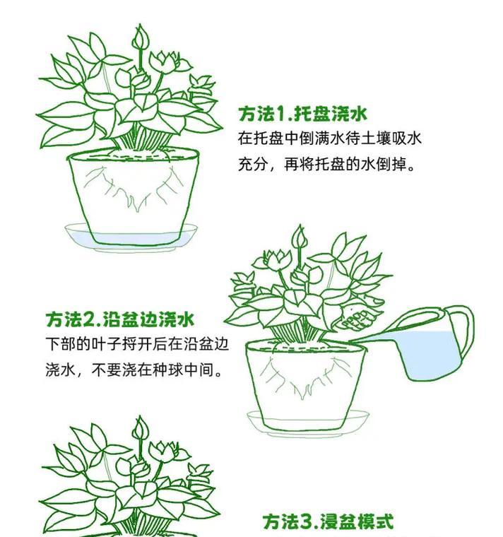 平安树浇水需要注意什么？多久浇一次水最合适？