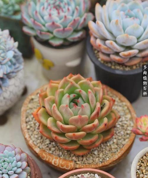 肉肉植物如何正确养护？浇水和光照有什么讲究？