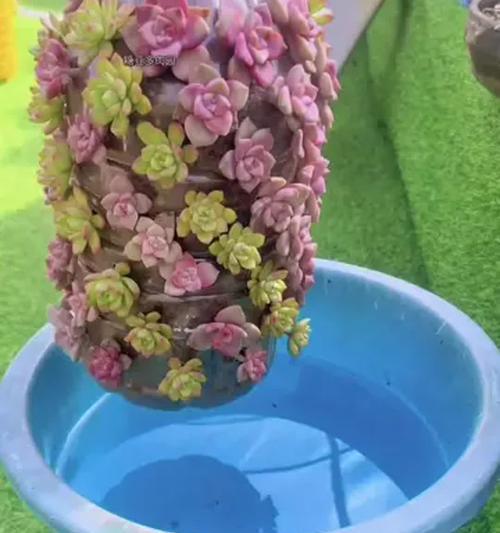 肉肉植物如何正确养护？浇水和光照有什么讲究？