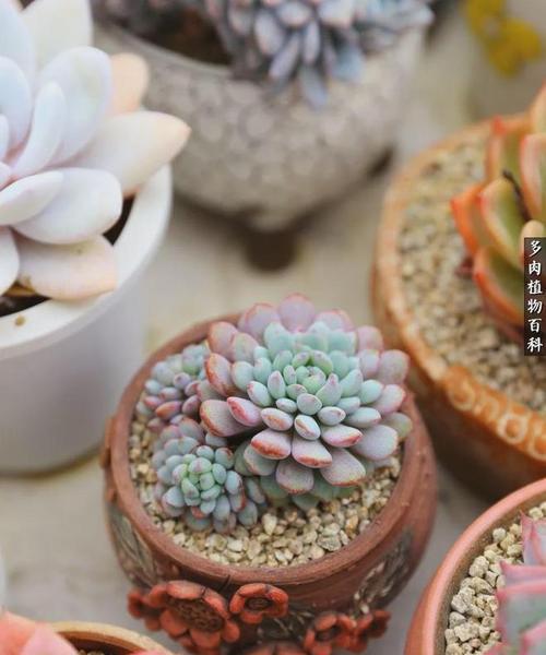 肉肉植物如何正确养护？浇水和光照有什么讲究？