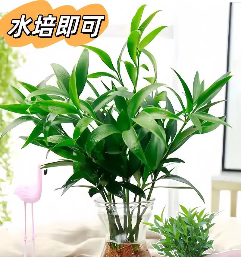 什么花适合水培？如何进行水培？
