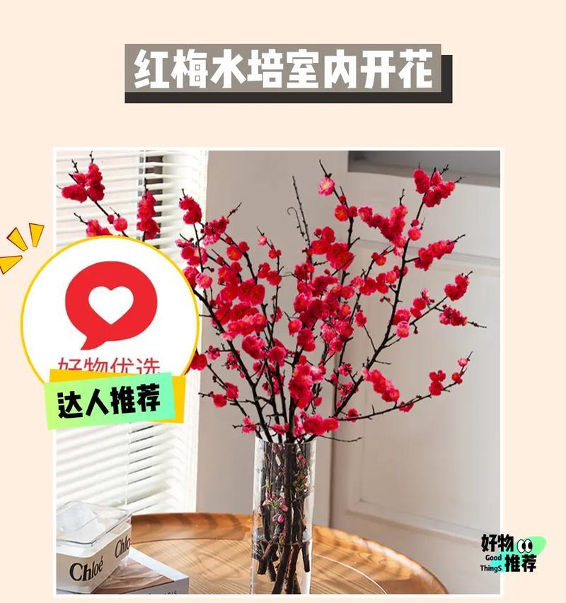什么花适合水培？如何进行水培？