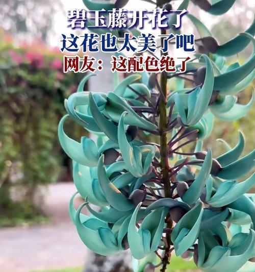 碧玉开花后应该注意什么？如何正确处理？