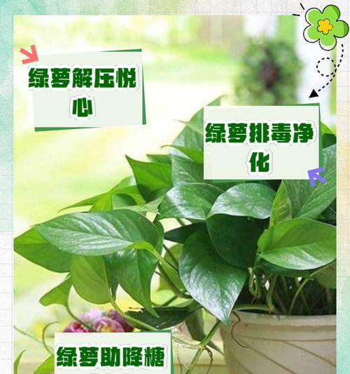 绿萝的培养方法有哪些？如何保持绿萝常年绿？