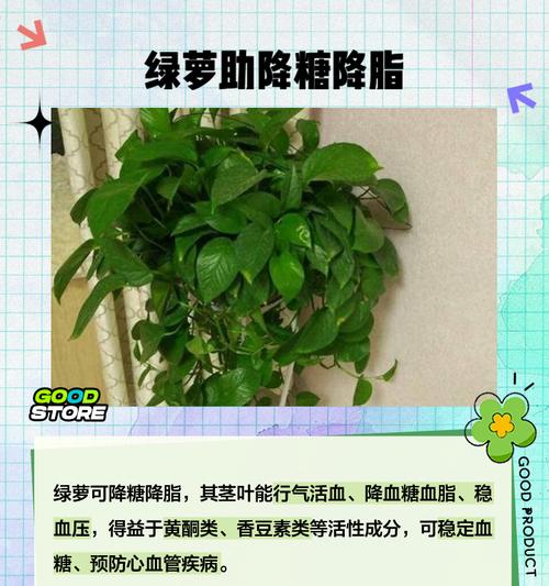 绿萝的培养方法有哪些？如何保持绿萝常年绿？