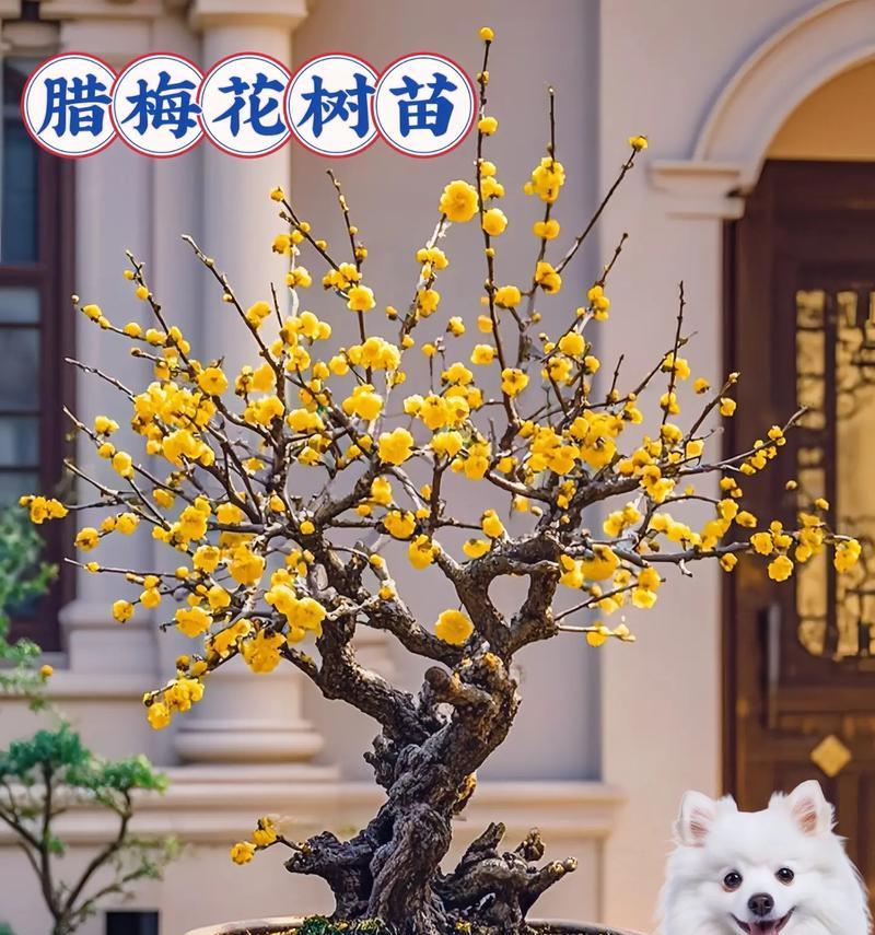 腊梅花的养殖技巧有哪些？