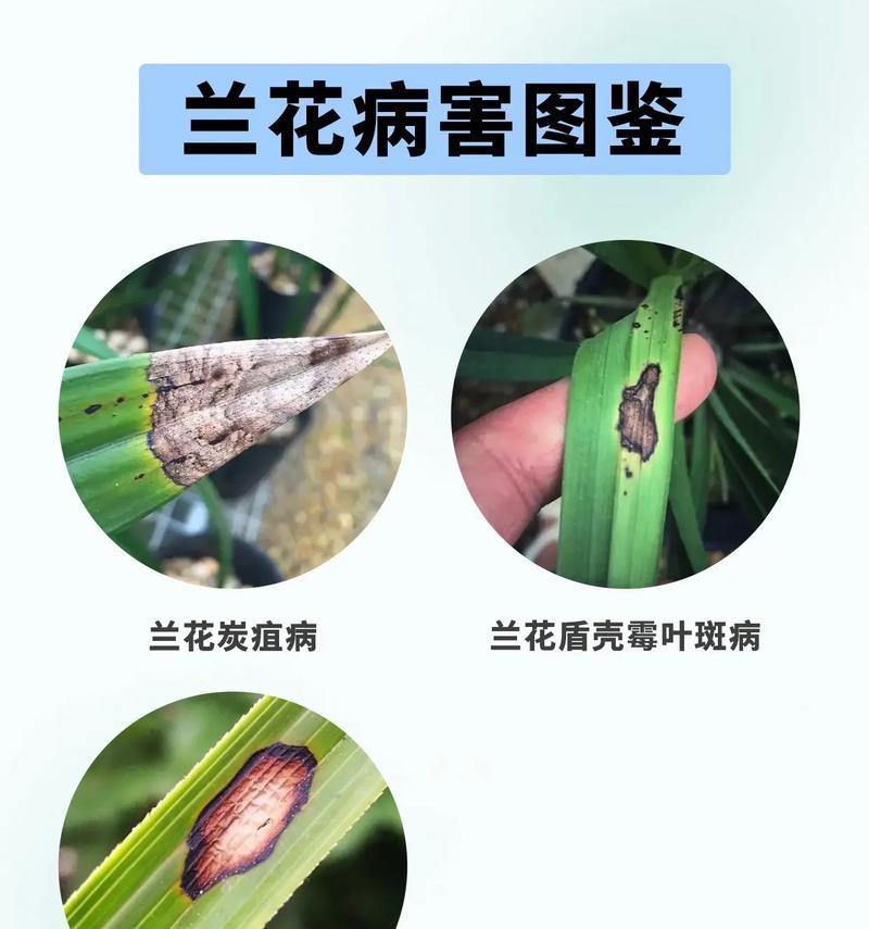 兰花叶尖干枯怎么办？如何预防和处理？
