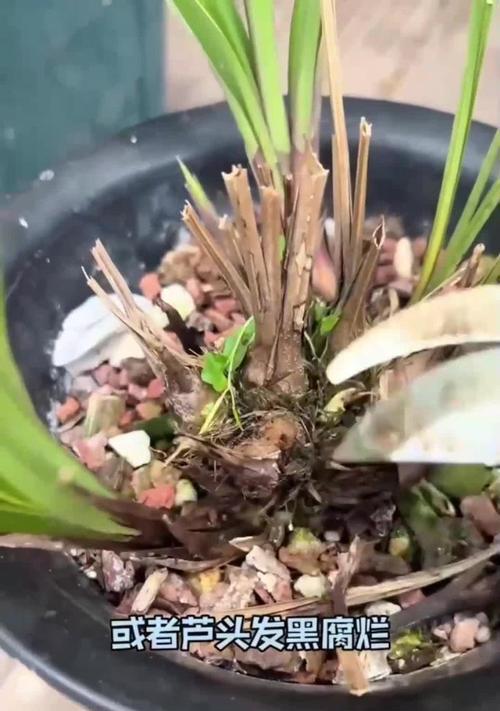 兰花叶尖干枯怎么办？如何预防和处理？