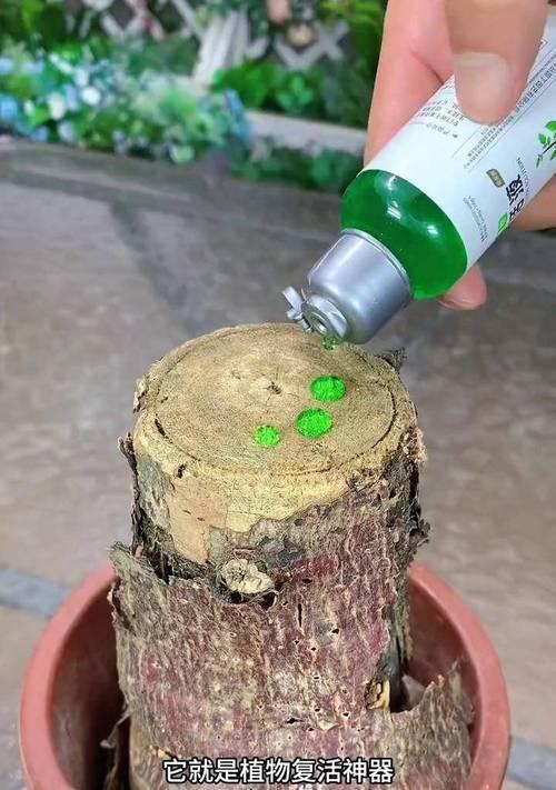 发财树根部养护有哪些要点？怎样促进根系生长？