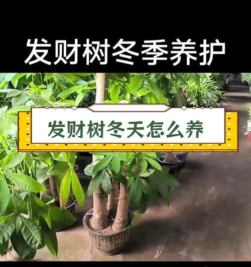 发财树结的果能种植吗？种植的步骤和注意事项是什么？