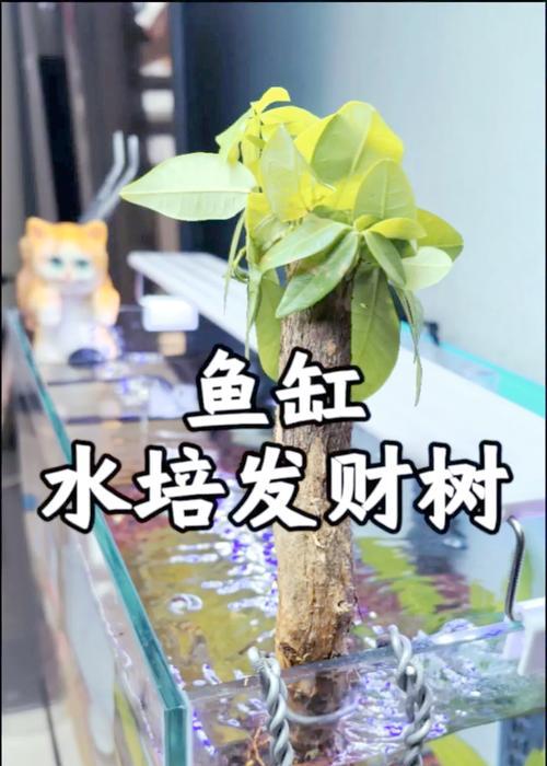 发财树结的果能种植吗？种植的步骤和注意事项是什么？