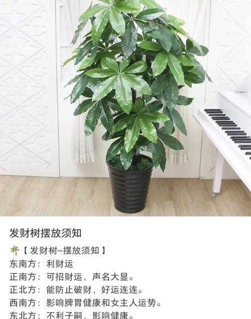 发财树结的果能种植吗？种植的步骤和注意事项是什么？