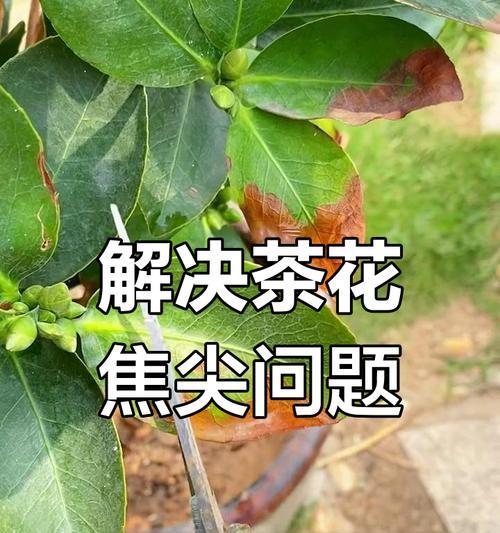 山茶花叶子脱落的原因是什么？如何预防和处理？