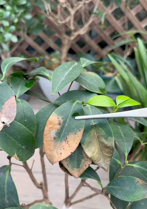 山茶花叶子脱落的原因是什么？如何预防和处理？