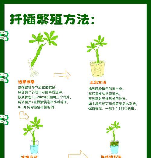 鸭脚木落叶原因是什么？如何防止鸭脚木掉叶子？