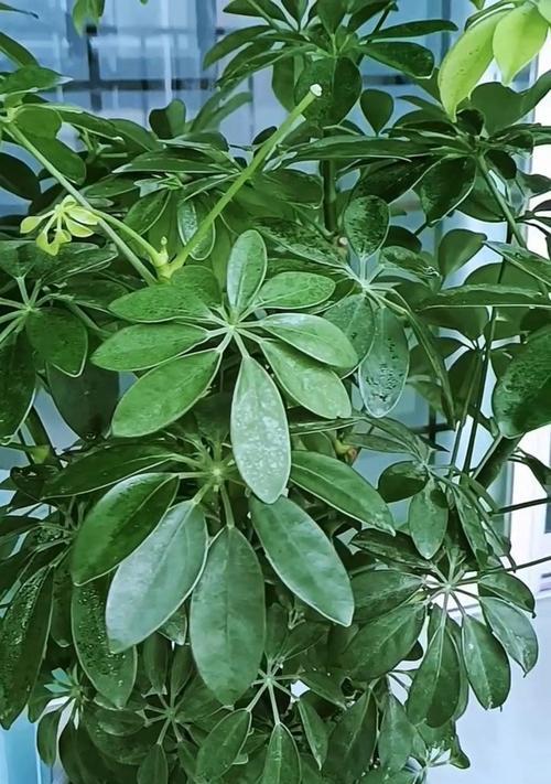 鸭脚木落叶原因是什么？如何防止鸭脚木掉叶子？