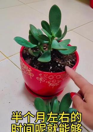 玉树对土壤有什么特殊要求？如何配制适合玉树的土壤？