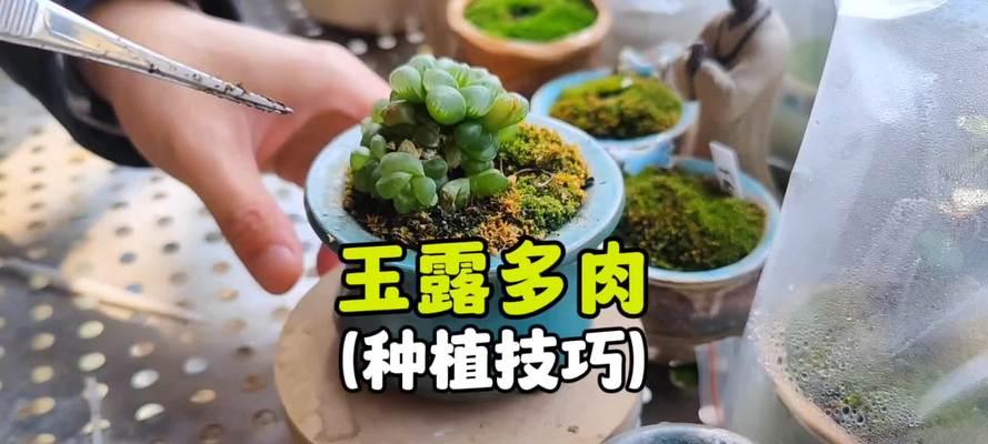 玉树对土壤有什么特殊要求？如何配制适合玉树的土壤？