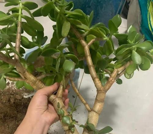 玉树对土壤有什么特殊要求？如何配制适合玉树的土壤？