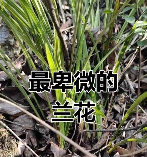 豆瓣兰叶子的特征是什么？