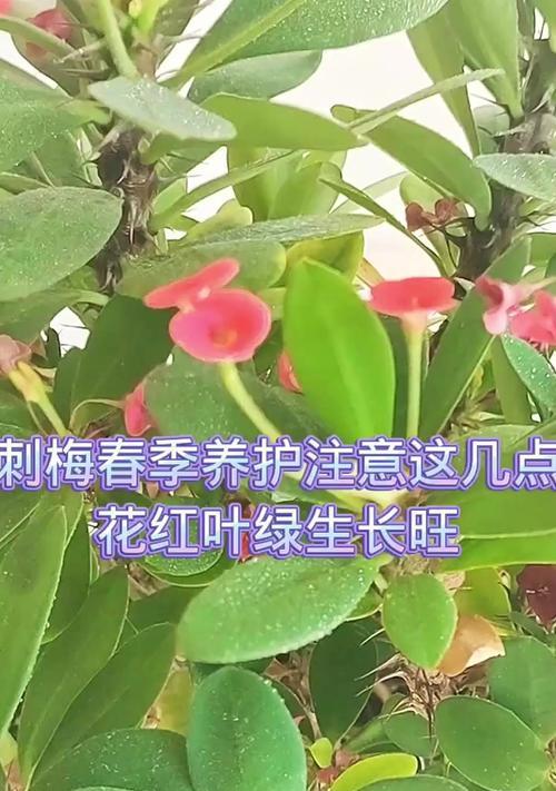 虎刺梅的养殖方法和注意事项是什么？