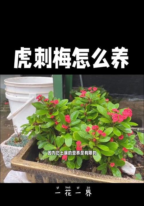 虎刺梅的养殖方法和注意事项是什么？