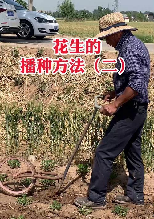 网上买的花种子如何正确种植？种植后如何照料？