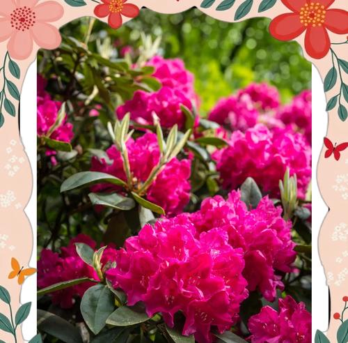 杜鹃花的种植步骤是什么？