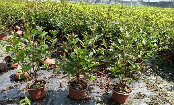 杜鹃花的种植步骤是什么？