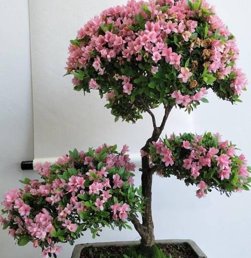 杜鹃花的种植步骤是什么？