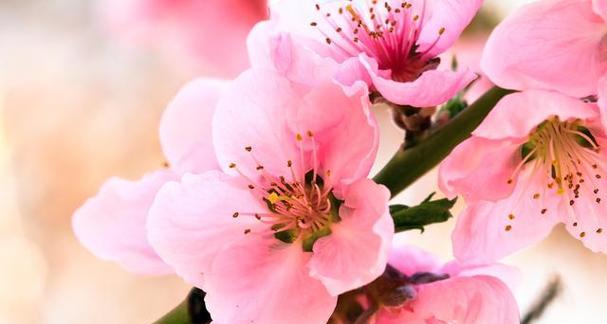 春天哪些花会开放？春天赏花去哪里最合适？