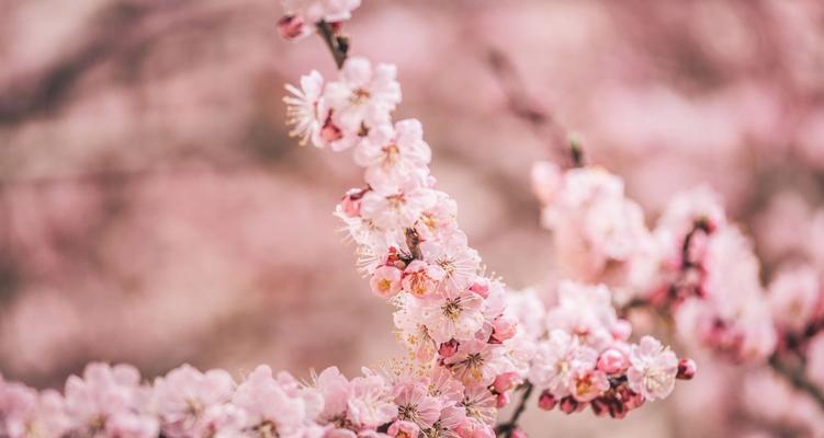 春天哪些花会开放？春天赏花去哪里最合适？