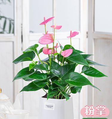 一帆风顺的开花时间是什么时候？如何促进一帆风顺开花？