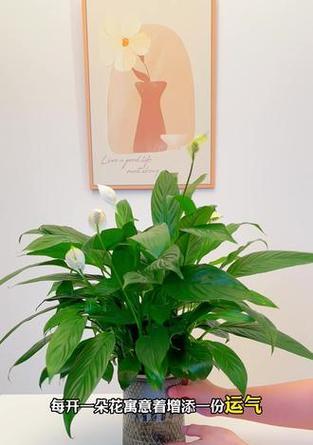 一帆风顺的开花时间是什么时候？如何促进一帆风顺开花？