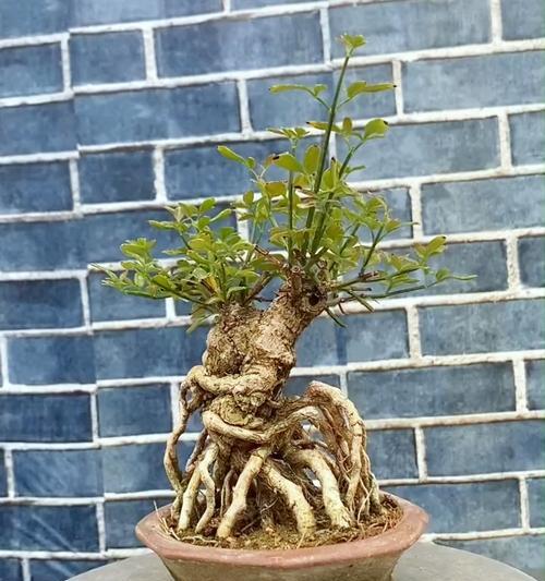迎春花换盆的最佳时机是什么时候？换盆步骤是怎样的？