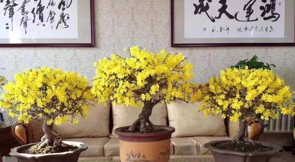 迎春花换盆的最佳时机是什么时候？换盆步骤是怎样的？