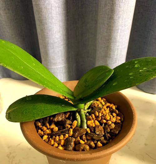 迎春花换盆的最佳时机是什么时候？换盆步骤是怎样的？
