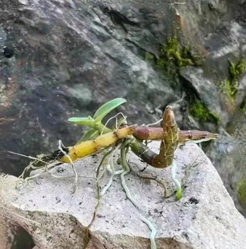 植物枯枝病如何治疗？有哪些有效的防治方法？