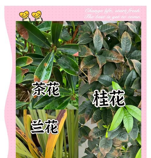 植物枯枝病如何治疗？有哪些有效的防治方法？