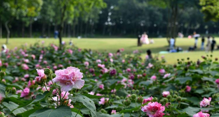 芙蓉花的施肥技巧是什么？如何正确施肥以促进芙蓉花生长？