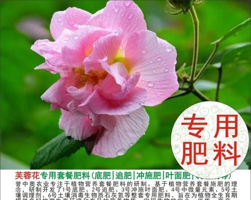芙蓉花的施肥技巧是什么？如何正确施肥以促进芙蓉花生长？