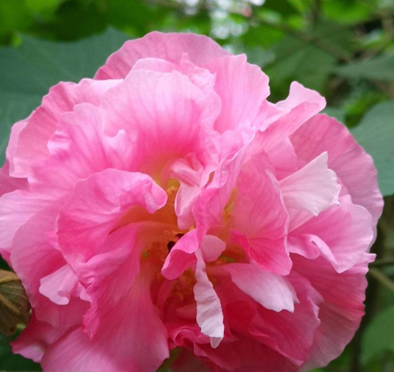 芙蓉花的施肥技巧是什么？如何正确施肥以促进芙蓉花生长？
