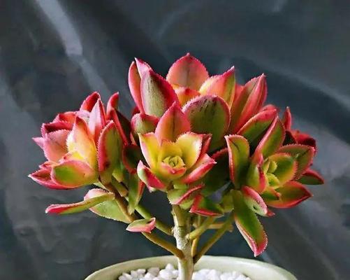 翠花掌的养植技巧有哪些？如何避免植株徒长？