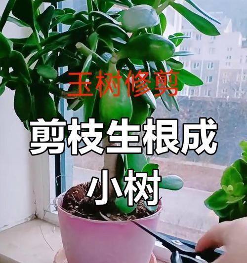新玉缀徒长后如何修剪？怎样防止其再次徒长？