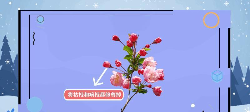 海棠花的养殖技巧有哪些？如何避免海棠花落叶？