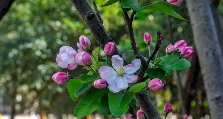 海棠花的养殖技巧有哪些？如何避免海棠花落叶？